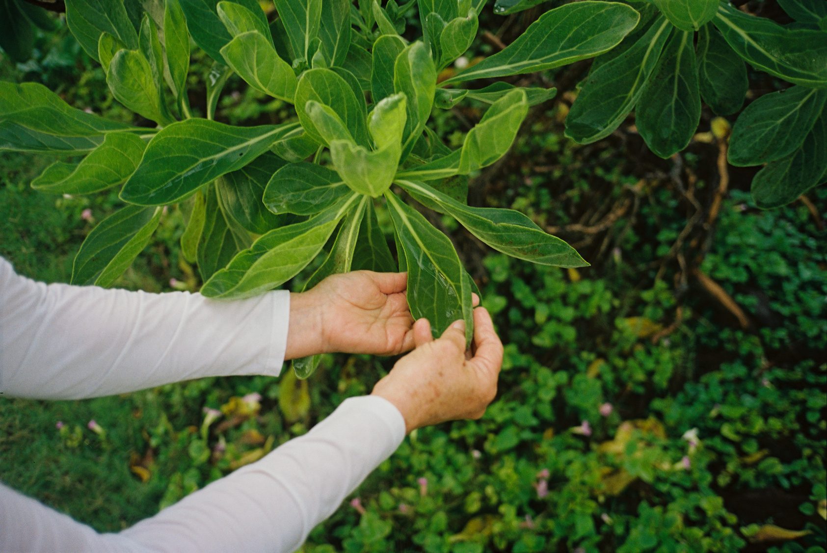 Hand-picking kava leaves on Epi Island, Vanuatu